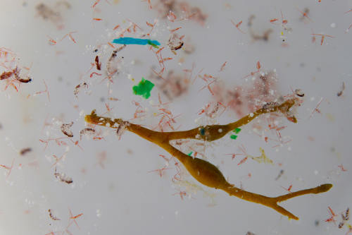 Plankton and microplastics.